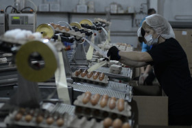 201 000 000 яиц в год. Птицефабрика «Новороссийск» установила краевой рекорд
